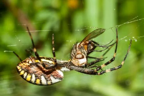 Spider Argopa brunnicha eats its prey - the fly. Stock Photos