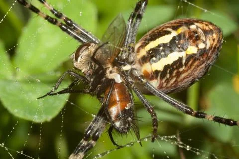 Spider Argopa brunnicha eats its prey - the fly. Stock Photos
