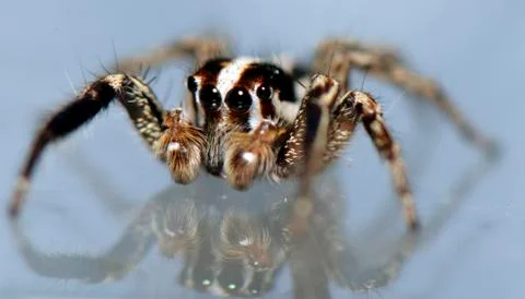 Spider arthropod weaving a web Stock Photos