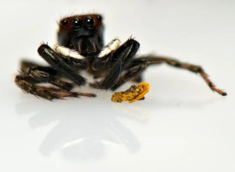 Spider arthropod weaving a web Stock Photos