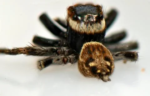 Spider arthropod weaving a web Stock Photos