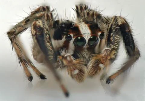 Spider arthropod weaving a web Stock Photos