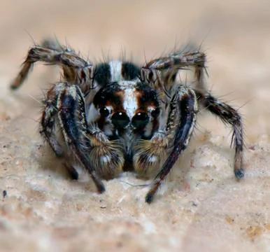 Spider arthropod weaving a web Stock Photos