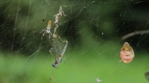Spider Attack Stock Footage 24866181