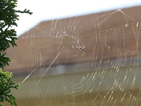 Spider attack Stock Footage 81370667