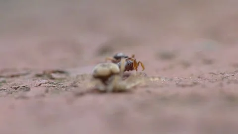 Spider Attack -The Hunter and the prey Stock-Footage 159670314