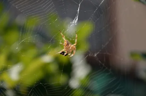 Spider attack Stock Photos