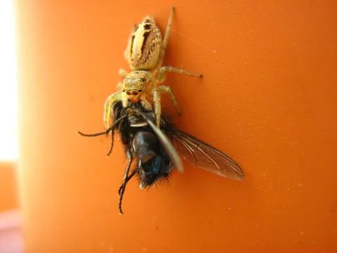 Spider attack Stock Photos