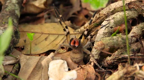 Spider in attack position  Stock Footage 58038672