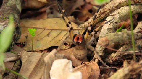 Spider in attack position  Stock Footage 58039358