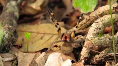 Spider in attack position  Stock Footage 58048309