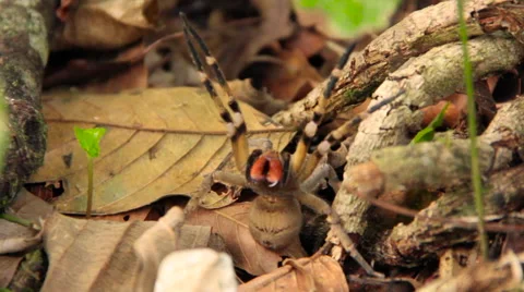 Spider in attack position Stock Footage 58048313