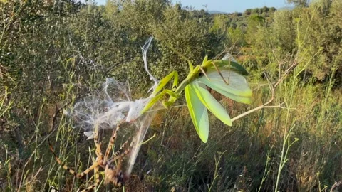 Spider Attack: Tiger Spider Attacking and Wrapping with Its Silk a Praying Stock Footage 314309999