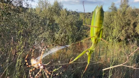 Spider Attack: Tiger Spider Attacking a Praying Mantis Trapped in Its Web Stock Footage 314310001