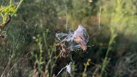 Spider Attack: Wrapping a Defenseless Grasshopper Trapped in its Silk Web 스톡 동영상 315690876