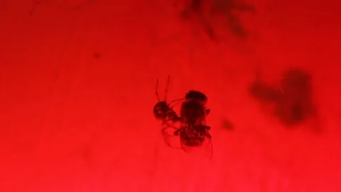 The spider attacked the bee Stock Footage 104715531