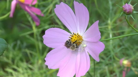 Spider attacking a bee Stock Footage 120043884