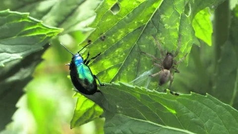 Spider attacking shiny blue mint leaf beetle with birdsong. 스톡 동영상 337951688