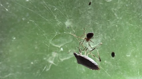 Spider attacking stink bug Stock Footage 63055293