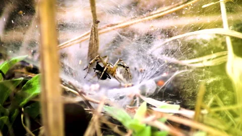 A spider attacks and paralyses a black ant. A wolf spider (Lycosidae)in its web. Stock Footage 283654430