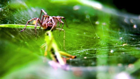 A spider attacks and paralyses a green grasshopper in its web. A wolf spider Stock Footage 283654271