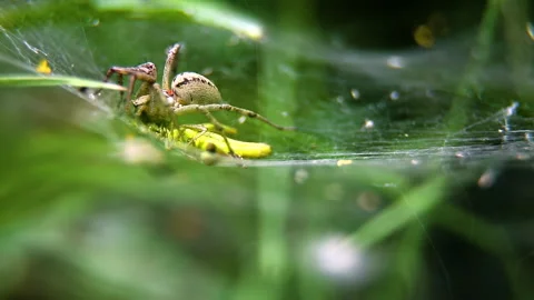 A spider attacks and paralyzes a green grasshopper in its web. A wolf spider Stock Footage 283657484