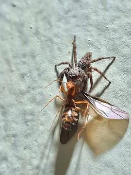 Spider attacks a flying ant Stock Photos
