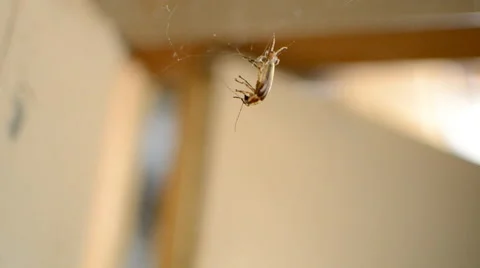 Spider Attacks Helpless Lightning Bug Stock-Footage 65010159