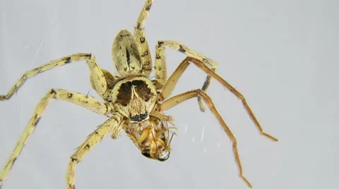 Spider attacks insect and kills it. Timelapse Stock Footage 44225533