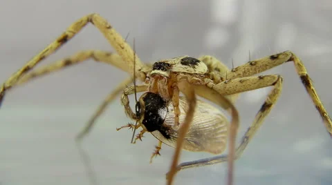 Spider attacks insect and kills it. Stock Footage 44226122