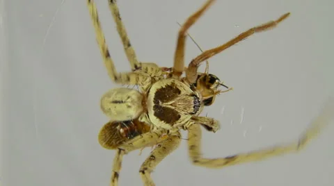Spider attacks insect and kills it. 스톡 동영상 44226505