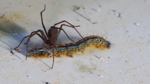 Spider attacks processionary caterpillar holding it captive Video stock 266922413