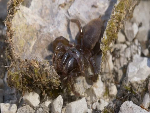 Spider Atypus muralis Stock Footage 80770732