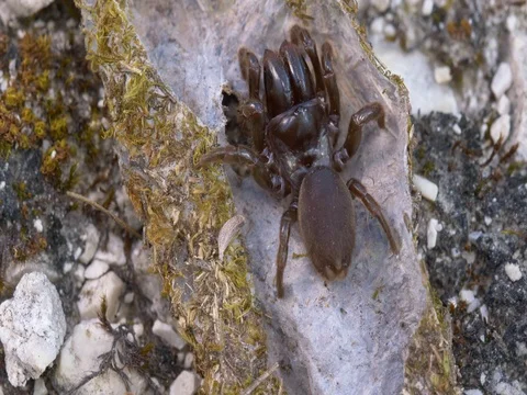 Spider Atypus muralis Stock Footage