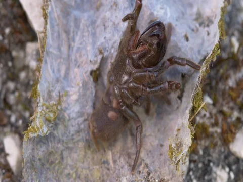 Spider Atypus muralis 動画素材 80771278