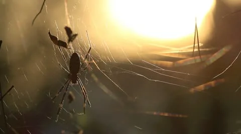 Spider in the autumn forest with the setting sun in the background. Stock Footage 9435420
