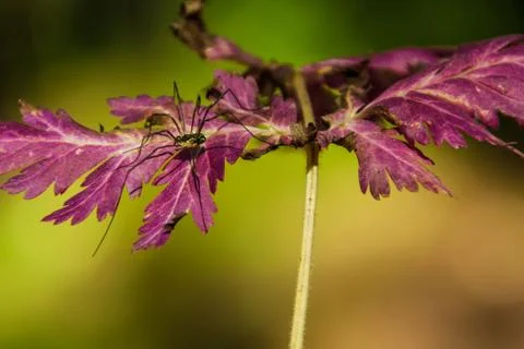 Spider on an autumn leaf Stock Photos