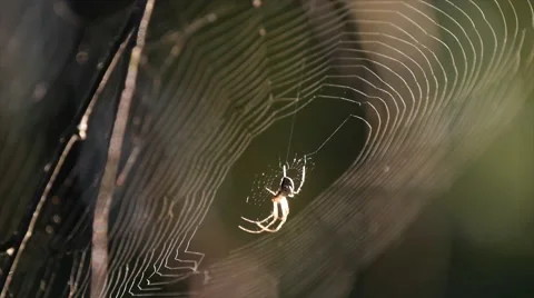 Spider awaiting prey 스톡 동영상 68092967