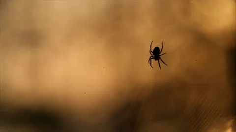 Spider awaiting prey 스톡 동영상 68353677