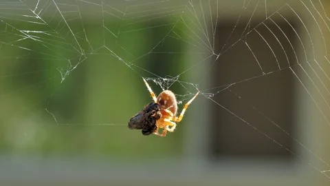 Spider B Video stock 79438917