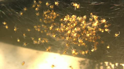 Spider babies Video stock 20451791