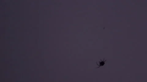 Spider on the background lightning flashes, the sky during a thunder-storm Stock Footage 41390485