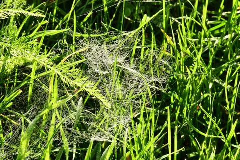 Spider in backlit with dew drops Stock Photos
