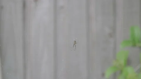 Spider in the Backyard Stock Footage 172273460