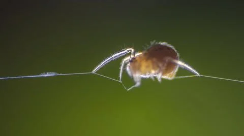 Spider balancing on a thin single web thread in focus Stock Photos