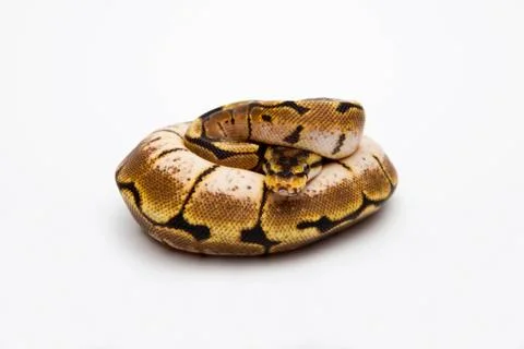 Spider ball python or royal python (python regius), female Stock-Fotos
