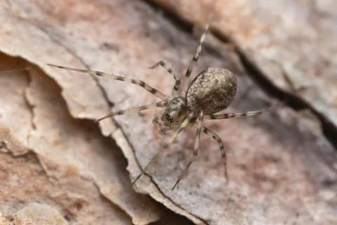 Spider on bark Stock Photos