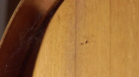 Spider on a barrel Stock-Footage 51159510