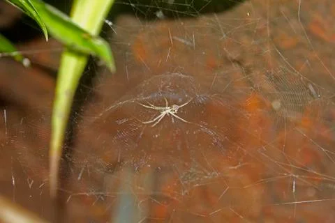 Spider basilica orb weaver Foto stock