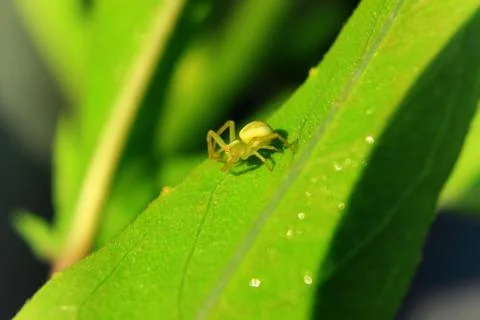 Spider basking on the leaf of a plant Stock Photos